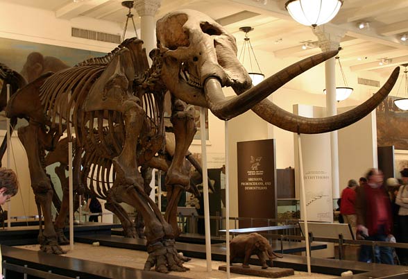Mastodont amerykański (†Mammut americanum)
