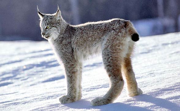 Ryś kanadyjski (Lynx canadensis).