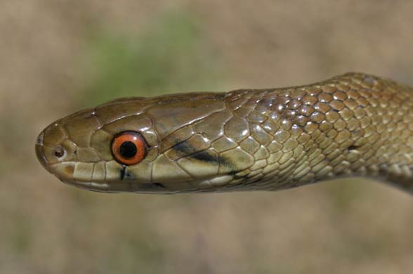 Wąż Eskulapa (Zamenis longissimus).