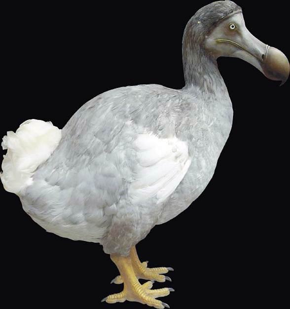 Dront dodo, dodo (Raphus cucullatus) 