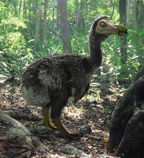 Dront dodo, dodo (Raphus cucullatus) 