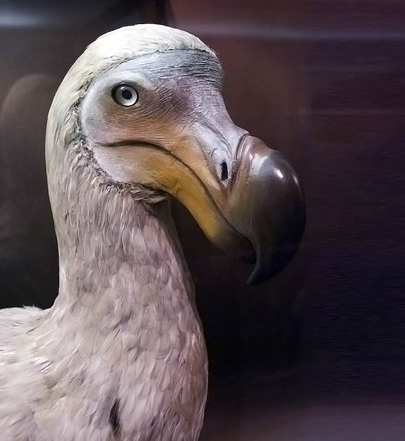 Dront dodo, dodo (Raphus cucullatus).