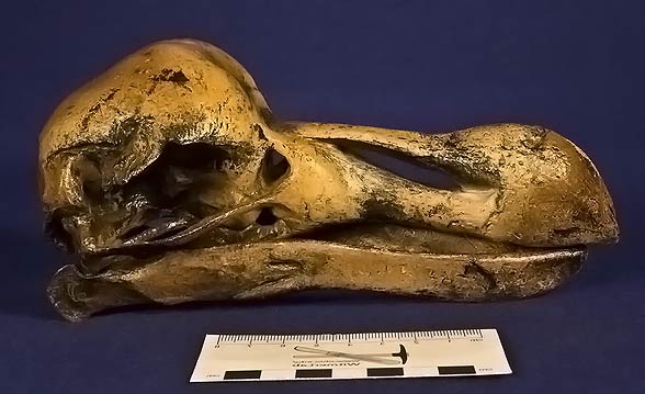 Dront dodo, dodo (Raphus cucullatus).