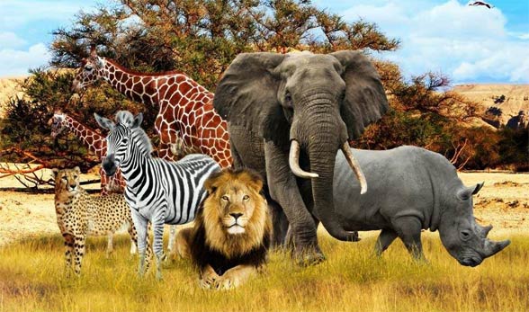 Fauna Afryki