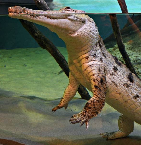 Krokodyl orinokański (Crocodylus intermedius).
