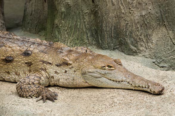 Krokodyl orinokański (Crocodylus intermedius).