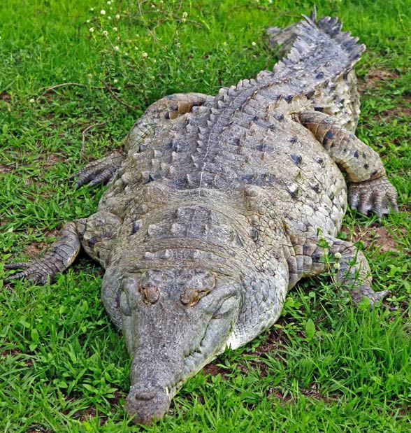Krokodyl orinokański (Crocodylus intermedius)