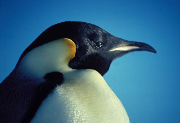 Pingwin cesarski (Aptenodytes forsteri).