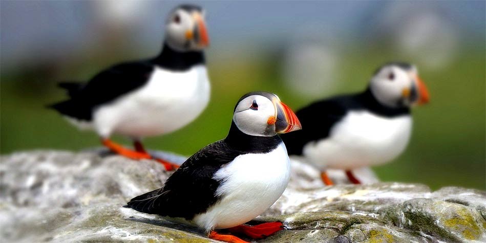 Maskonur Zwyczajny Fratercula Arctica DinoAnimals pl