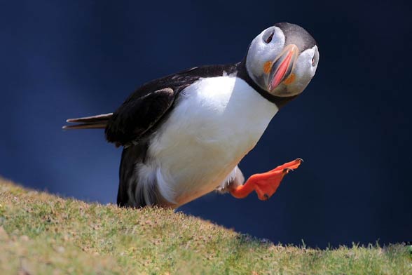 Maskonur Zwyczajny Fratercula Arctica DinoAnimals pl