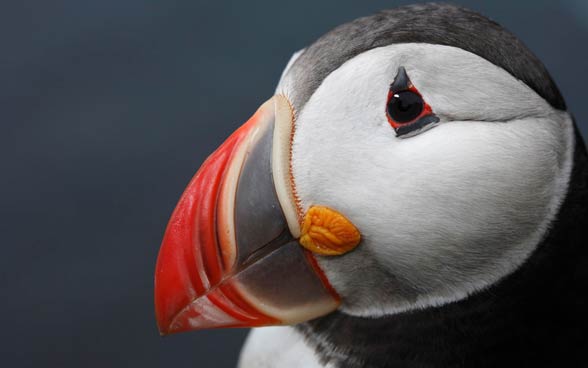 Maskonur Zwyczajny Fratercula Arctica DinoAnimals pl