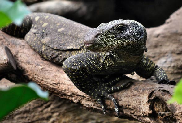 Waran papuaski, waran krokodylowy (Varanus salvadorii).