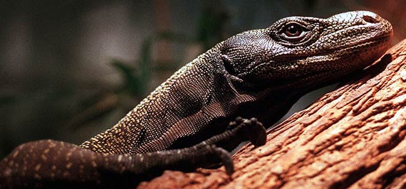 Waran papuaski, waran krokodylowy (Varanus salvadorii).