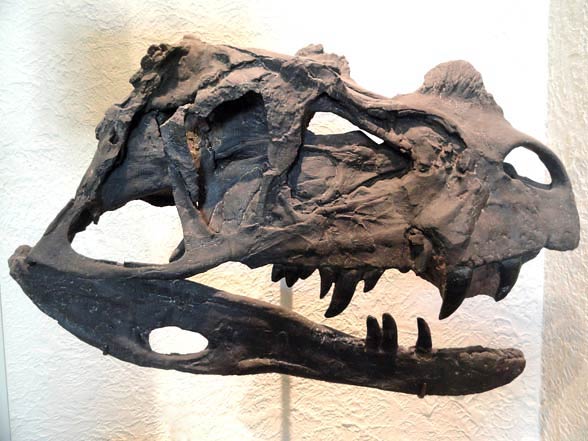 Ceratozaur (Ceratosaurus).