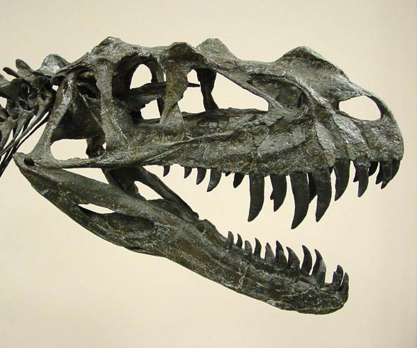 Ceratozaur (Ceratosaurus).