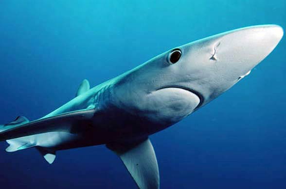 Żarłacz błękitny, rekin błękitny (Prionace glauca) 