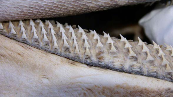 Rekin wielkogębowy (Megachasma pelagios).
