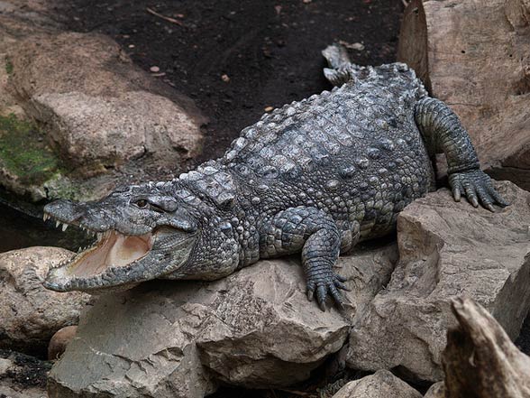 Krokodyl błotny (Crocodylus palustris).