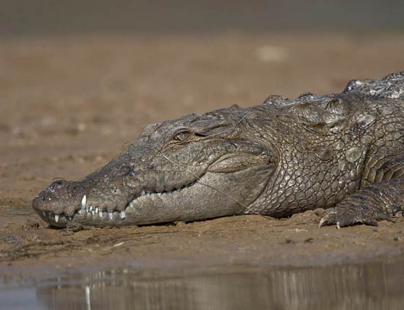 Krokodyl błotny (Crocodylus palustris).