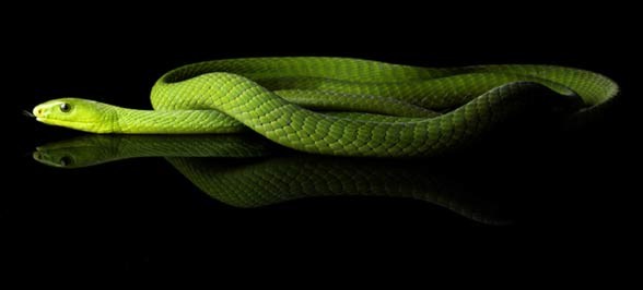 Węże (Serpentes).