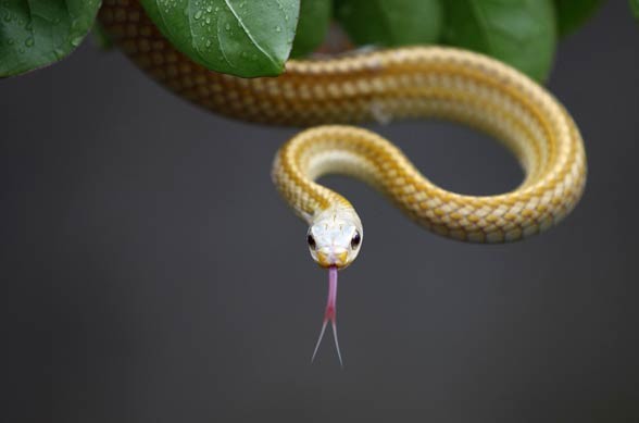 Węże (Serpentes).
