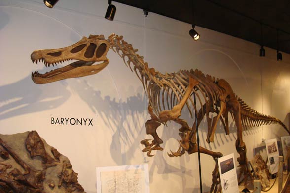 Barionyks (Baryonyx walkeri).