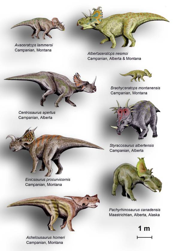 Ceratopsy (Ceratopsia)