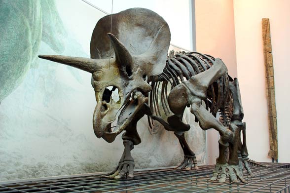 Ceratopsy (Ceratopsia)