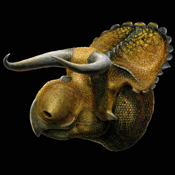 Ceratopsy (Ceratopsia) - Nasutoceratops