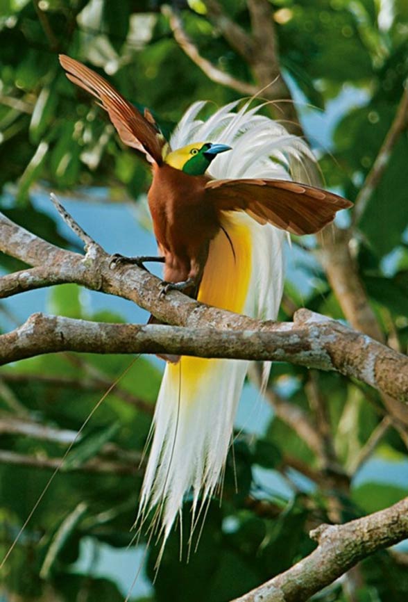Cudowronki, ptaki rajskie (Paradisaeidae).