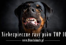Niebezpieczne rasy psów
