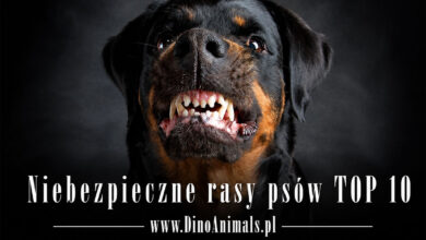 Niebezpieczne rasy psów