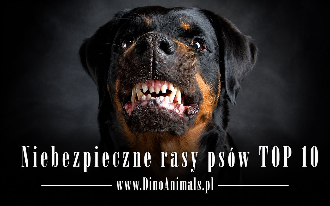 Niebezpieczne rasy psów