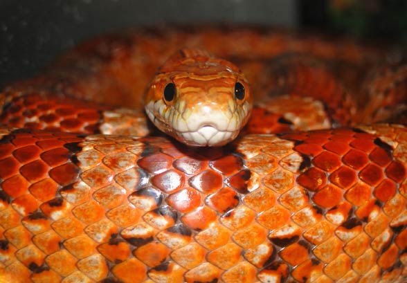 Wąż zbożowy (Pantherophis guttatus)