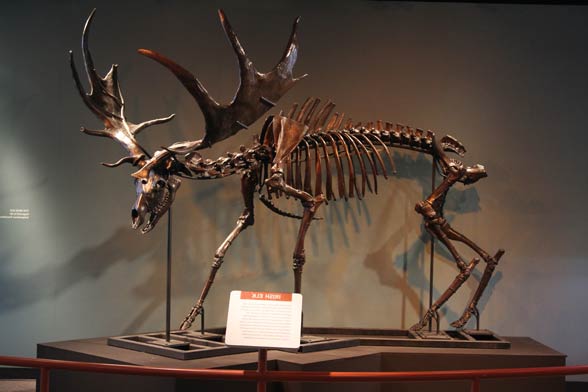 Jeleń olbrzymi, łoś irlandzki (Megaloceros giganteus)