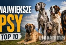 Największe psy by DinoAnimals.pl