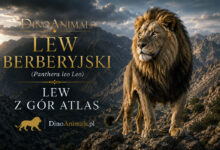 Lew berberyjski (Panthera leo leo)