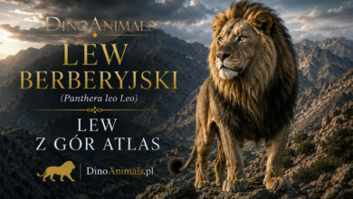 Lew berberyjski (Panthera leo leo)