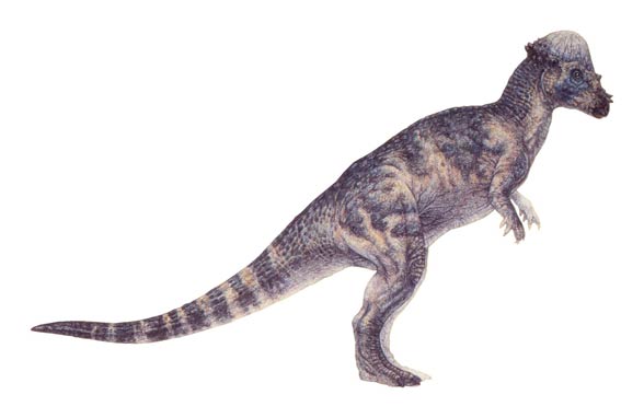 Pachycefalozaur (Pachycephalosaurus)