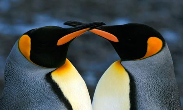 Pingwin królewski (Aptenodytes patagonicus)