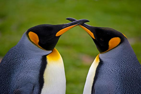 Pingwin królewski (Aptenodytes patagonicus)