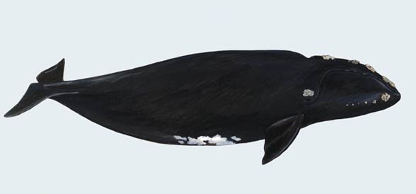 Waleń japoński (Eubalaena japonica)