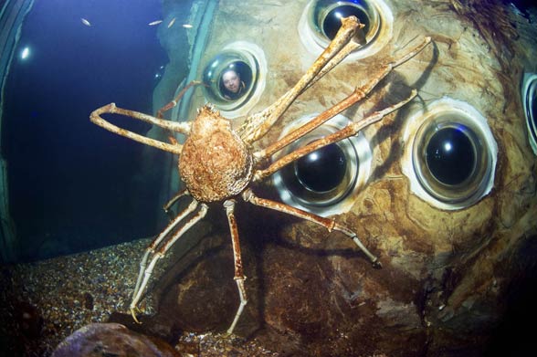 Skorupiaki (Crustacea)