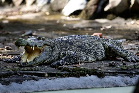 Krokodyl syjamski (Crocodylus siamensis)