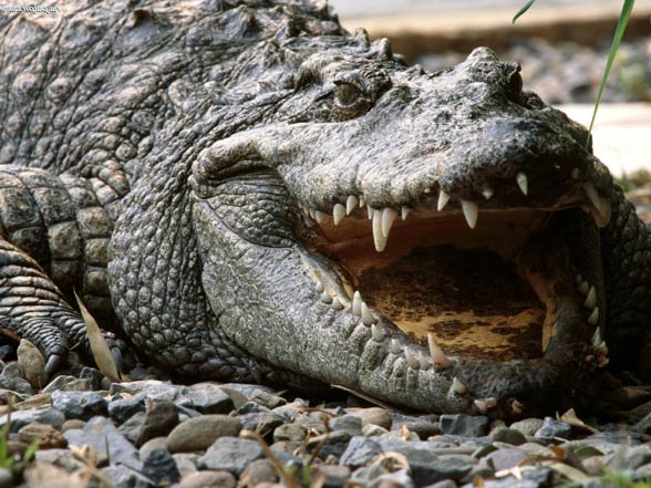 Krokodyl syjamski (Crocodylus siamensis)