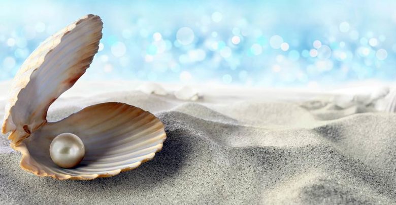 Mięczaki DinoAnimals.pl