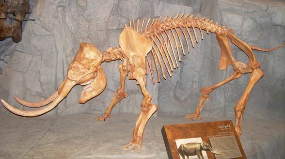 Palaeoloxodon