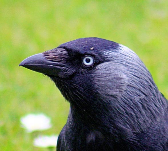 Kawka, kawka zwyczajna (Corvus monedula)