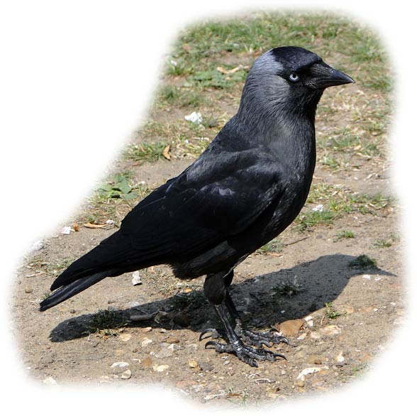 Kawka, kawka zwyczajna (Corvus monedula)