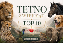 Tętno zwierząt by DinoAnimals.pl
